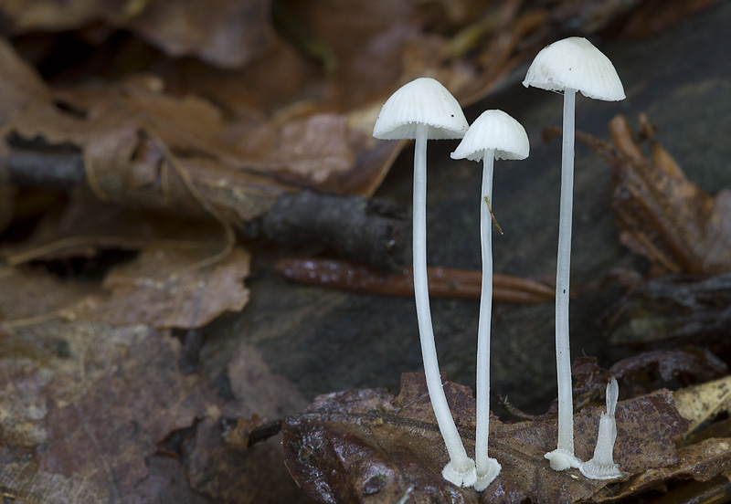 Mycena stylobates